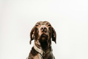 a dog